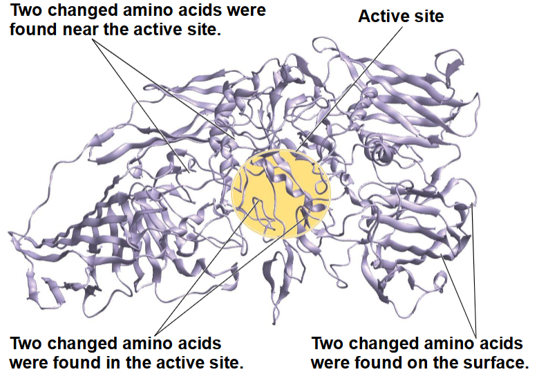 <p>het zijn proteïnen gecodeerd door genen </p><p>mutaties kunnen leiden tot verandering in aminozuur compositie van het enzyme</p><p>veranderingen in aminozuren vooral bij de active site kunnen resulteren in nieuwe enzymactiviteit of een gewijzigde substraatspecificiteit</p><p>Daar waar de mutatie in voordeel is gaat natuurlijke selectie het foute allel favoriseren tov de andere </p>