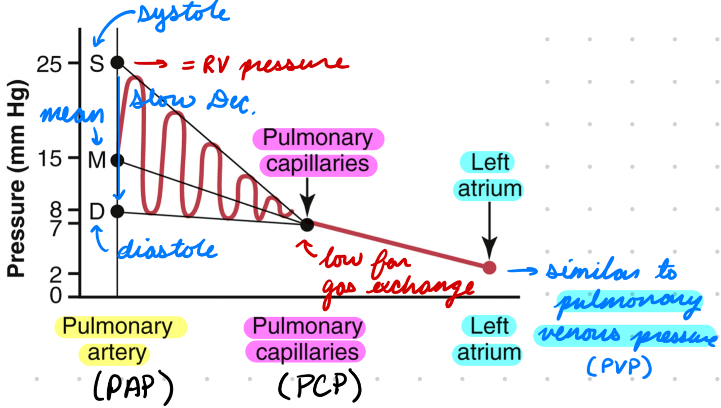 <p>Low for gas exchange</p>