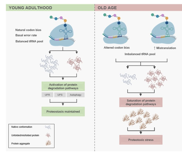 <p><span>age and disease states, leading to more misfolded proteins</span></p><ul><li><p><span>Age-related alterations in protein synthesis and proteostasis.</span></p></li></ul><ul><li><p><span>During aging (right panel), this equilibrium is disrupted by increased mistranslation.</span></p></li></ul><p style="text-align: left;"><span>The misfolded/unfolded proteins then accumulate in the cell as protein aggregates (depicted in dark orange), triggering proteotoxic stress</span></p><p></p>