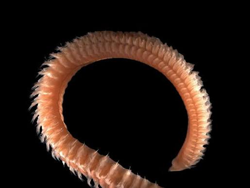 <p>What is the common name and scientific name of this organism </p>