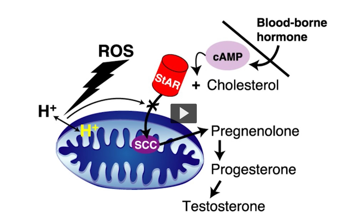 <p>This is a cartoon. You see cholesterol entering the mitochondria through a star A permease.</p><p>Once the cholesterol enters, it is converted into pregnenolone on the first reaction and so on. </p><p>This rate limiting step, is the entry of cholesterol into the mitochondria </p>