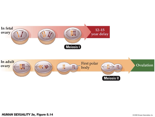 <ul><li><p><strong><u>Organization</u></strong>: occurs in utero; reproductive hormones shape and organize the hypothalamic–pituitary–reproductive system and brain circuits.</p></li><li><p><strong><u>Activation</u></strong>: occurs at sexual maturity (puberty) when these systems begin functioning (e.g., ovulation, regular hormone cycles).</p></li><li><p>Early menstrual cycles may not release eggs despite reaching puberty.</p></li><li><p>Animal research suggests hormones in utero can influence later sexual behavior, supporting the organization–activation concept.</p></li></ul><p></p>