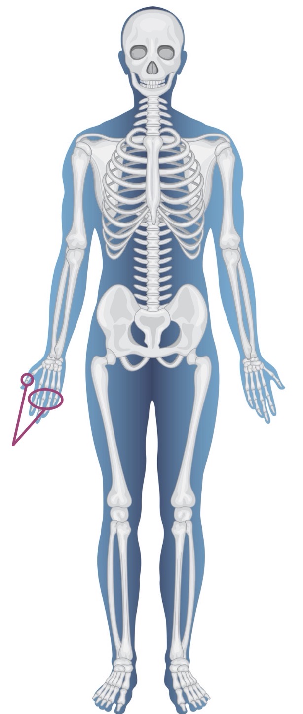 <p><strong>Name of bones + Type of bones</strong></p>