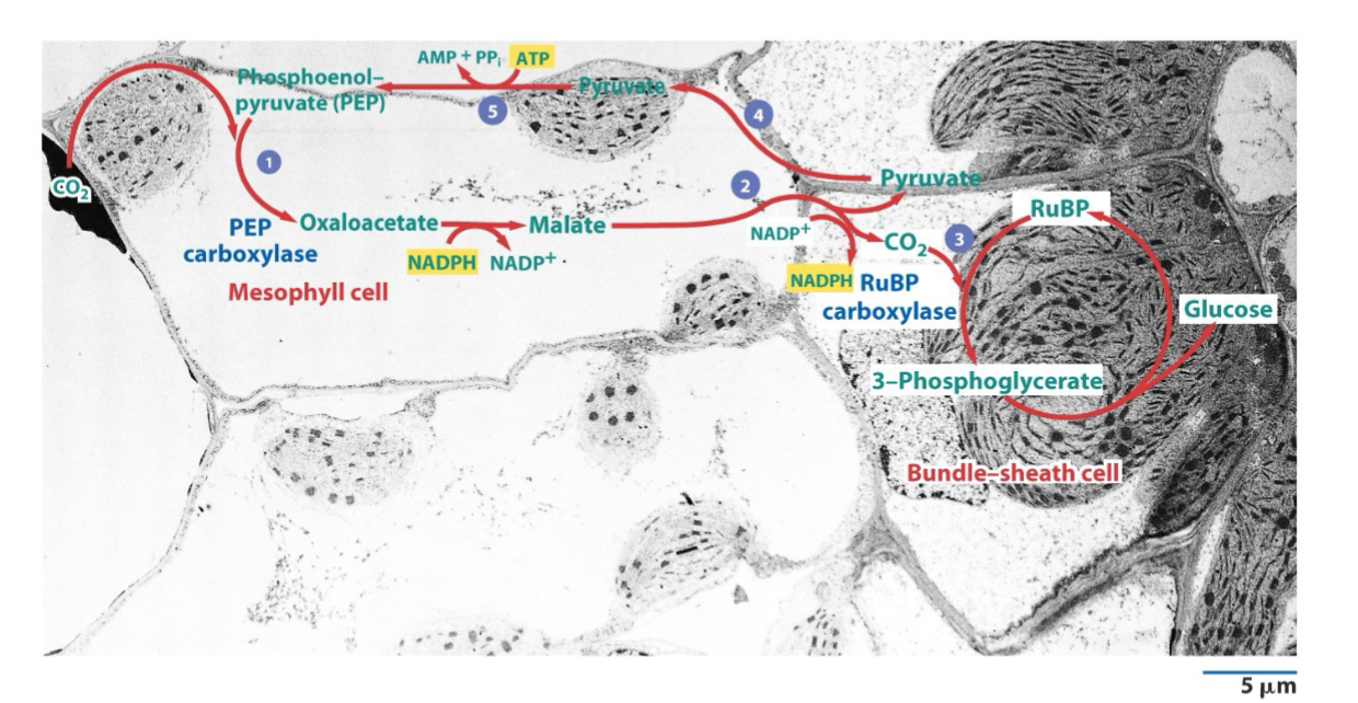 <ol><li><p>CO2 enters the mesophyll cell and is bonded to phosphoenolpyruvate (3C) to form oxaloacetate (4C) by enzyme PEP carboxylase </p></li><li><p>the oxaloacetate is converted into malate (4C) and shuttled into the chloroplast of the bundle sheath cell through plasmodesmata.</p></li><li><p>the malate is decarboxylated to form pyruvate (3C) and CO2</p></li><li><p>the CO2 can be used in the Calvin cycle in the bundle sheath cell.</p></li><li><p>the pyruvate is cycled back to the mesophyll cell, where it can be used to regenerate phophoenolpyruvate</p></li></ol><ul><li><p>C4 plants are able to generate high CO2/O2 ratios in the local Rubisco environment, thereby favoring the process of CO2 fixation over that of photorespiration</p></li></ul><p></p>