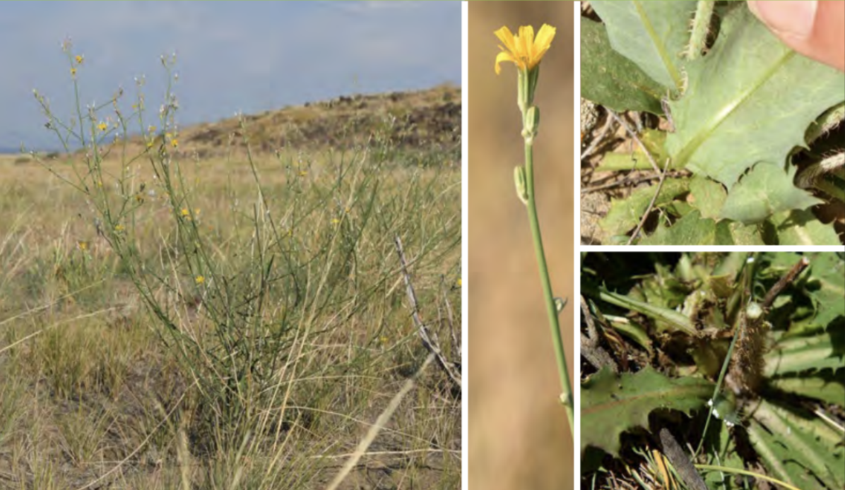 <ul><li><p>Rush skeletonweed</p></li><li><p>Sunflower family</p></li><li><p><strong>NOXIOUS</strong></p></li></ul><p></p>