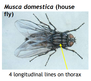 <ul><li><p>4 longitudinal black lines on thorax</p></li></ul><ul><li><p>pointed abdomen</p></li><li><p>dark color</p></li></ul><p></p>