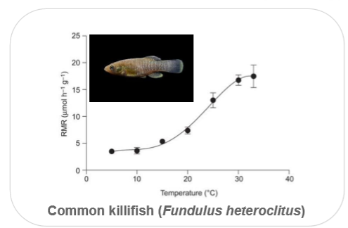 <p>at whole-animal level, warming can strongly increase metabolic demand. this can be found though oxygen consumption</p>