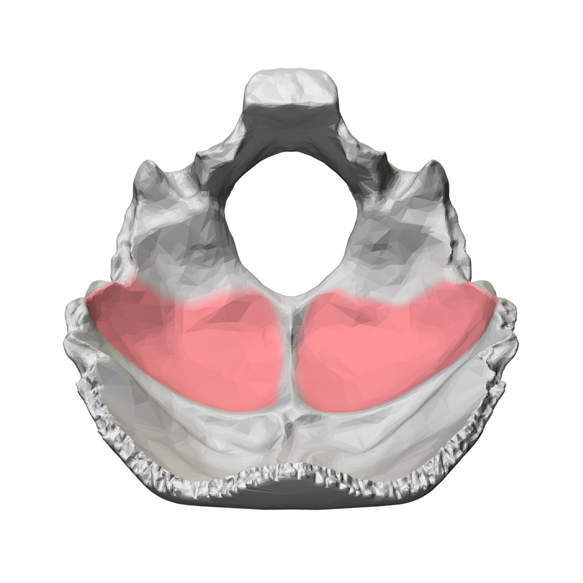 <p>voor het cerebellum</p>