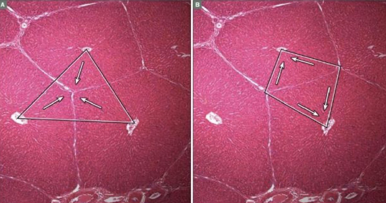 <p>Identify the Organ and Structures?</p>