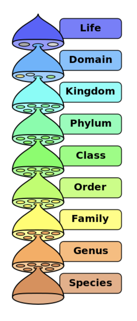 <p>Classification schemes – Linnaean</p><ul><li><p>pre-Darwin no assumption of common ancestry</p></li><li><p>Grouped by “essential” characters (e.g., beak shape, food structure)</p><ul><li><p>religion used to explain</p></li></ul></li><li><p>Hierarchical ranks and binomial nomenclature still generally used today</p></li></ul><p></p><p>Classification schemes – evolutionary</p><ul><li><p>the modern synthesis</p><ul><li><p>use branching genealogy but allows overrides for practical groups</p></li><li><p>like here we just put birds</p></li></ul></li></ul><p></p><p>Classification schemes – cladistics</p><ul><li><p>Cladistics: 1950s in Germany;1970s elsewhere</p><ul><li><p>Classification based on evolutionary history</p></li><li><p>Grouped by shared derived characteristics</p></li><li><p><strong>Require monophyletic groups</strong></p><ul><li><p>can’t just carve out birds as not related to reptiles</p></li><li><p>fully resolved phylogenetic trees, where we are today</p></li></ul></li></ul></li></ul><p></p>