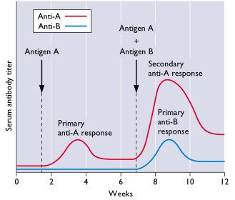 <p>Describe the primary response of antibodies:</p>