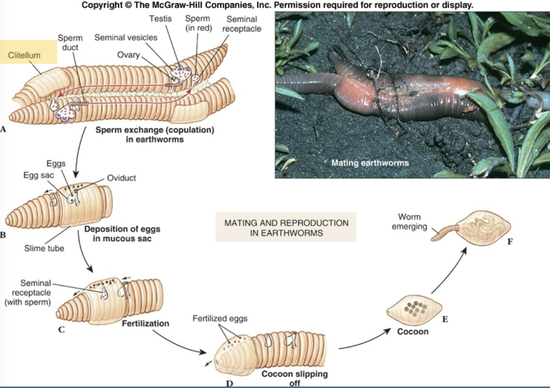 <p>C. Oligochaeta</p><p>Phylum Annelida</p>