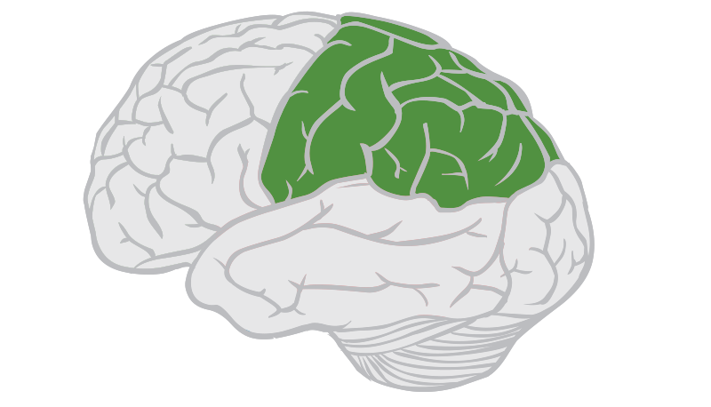 <p>Primary sensory cortex. Sensation of touch, temperature, pain, pressure, vibration, taste.</p>