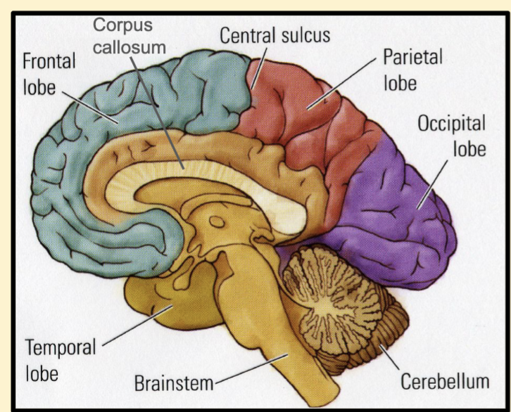 <p>Decision making, language</p>