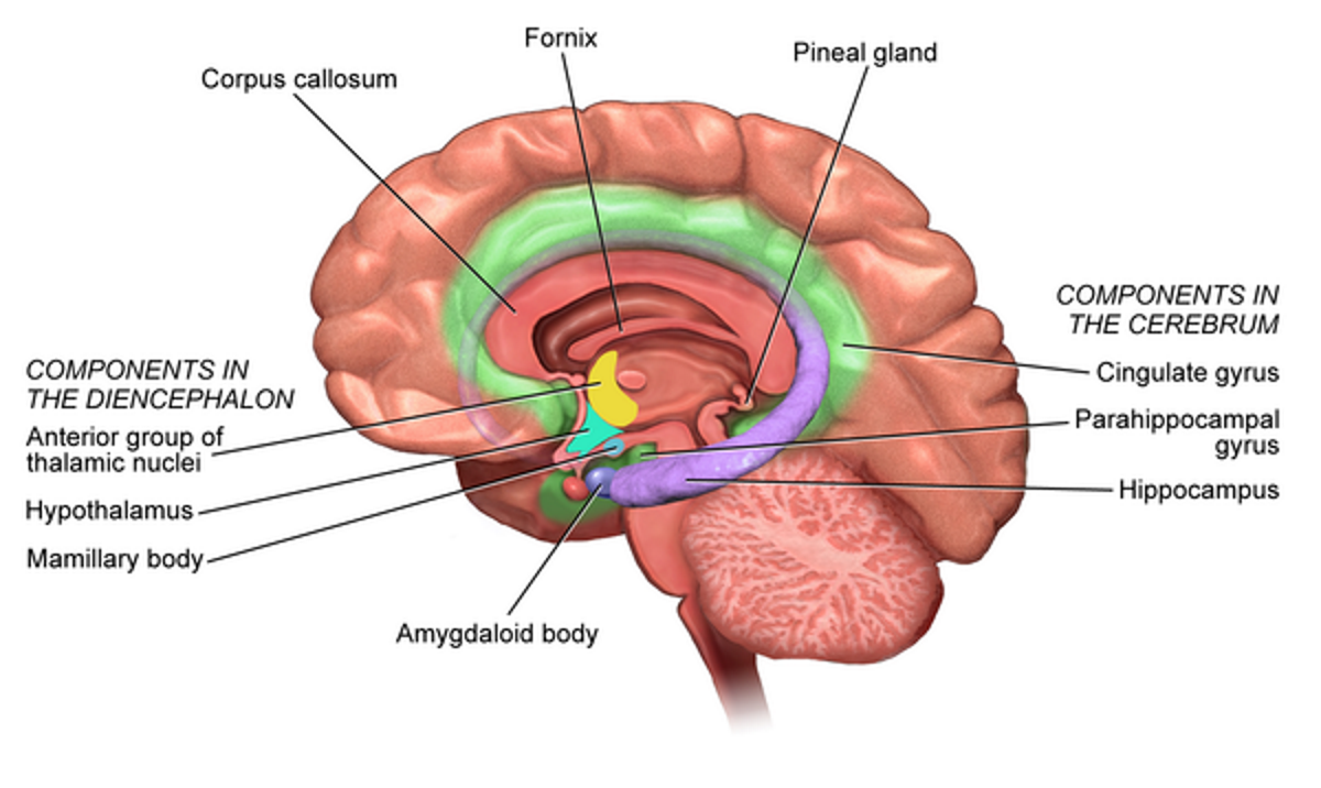 Hippocampus, amygdala, hypothalamus, and cingulate gyrus.