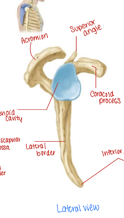 <p>what is the name of the indentation where the humerus articulates? what is the name of this joint</p>