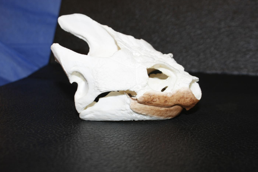 <p>Identify this skull</p>