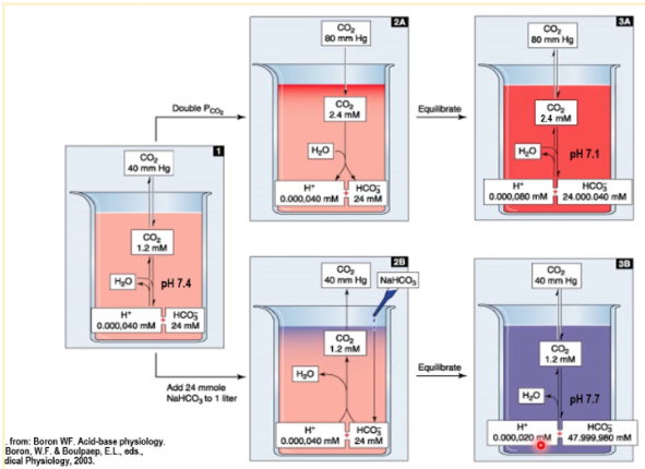<p>it would decrease H+ conc. (increasing pH slightly)</p>