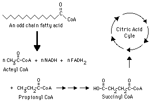 <p>How do odd chain fatty acids behave differently in lipid metabolism </p>