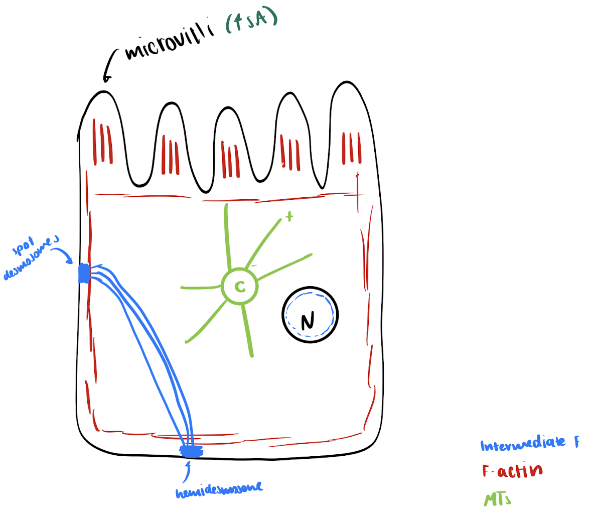 <ol><li><p><strong>microtubules</strong> = tubes of round tubules proteins</p></li></ol><ul><li><p>have polarity ( + & - end)</p></li><li><p><em>tubulin = heterodimer</em></p></li><li><p><em>nucleotide is used to regulate formation of MTs</em></p></li></ul><p>→ tubulins are <span style="color: rgb(148, 221, 225);">added/removed from plus (ACTIVE) end</span></p><p>→ in animals: <span style="color: rgb(170, 229, 223);">grow from centrosome @ (-) end</span> + attached via gamma-tubulin ring complexes</p><img src="https://assets.knowt.com/user-attachments/2d5b1b19-d97d-4f2e-9c80-ad05def3dfd4.png" data-width="50%" data-align="center"><ol start="2"><li><p><strong>F-actin </strong>= rods of round globular actin proteins </p></li></ol><ul><li><p>have polarity ( + & - end)</p></li><li><p><em>G-actin = monomer</em></p></li></ul><p>→ G-actins are <span style="color: rgb(176, 241, 243);">added/removed from BOTH ends</span> (both active)</p><p>→ located <span style="color: rgb(147, 224, 203);">in cell cortex & inside microvilli </span>in gut cells</p><img src="https://assets.knowt.com/user-attachments/834bea78-3452-43dd-ade0-db488edcfa74.png" data-width="50%" data-align="center"><ol start="3"><li><p><strong>Intermediate Filaments</strong> = ropes of thin keratin proteins </p></li></ol><ul><li><p>have identical ends</p></li><li><p><em>keratin = homodimer</em></p></li></ul><p>→ keratins connect all at once</p><p>→ located in cytosol (connect desmosomes) + in nucleus (nuclear lamina)</p><img src="https://assets.knowt.com/user-attachments/f001b84e-1db2-4aaa-a984-b1aee212c150.png" data-width="50%" data-align="center"><p>→ name of keratin depends on location:</p><ul><li><p>in cytosol (connecting desmosomes) = cytokeratins </p></li><li><p>in nucleus (nuclear lamina) = nuclear lamins</p></li></ul><p></p>