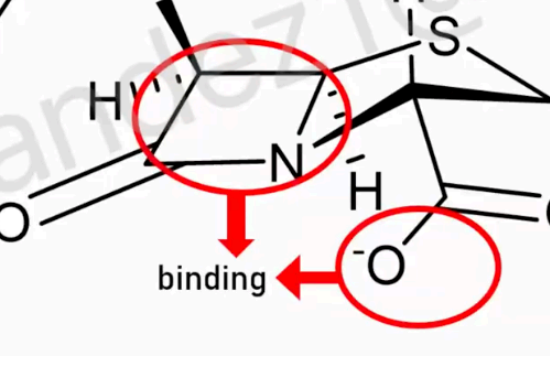 <p>binding</p><p>If this is modified (e.g beta-lactam ring is opened), it will not bind to transpeptidase or penicillin-binding proteins.  </p><p>Carboxylate residue binds to the lysine residue of the target enzyme.</p>
