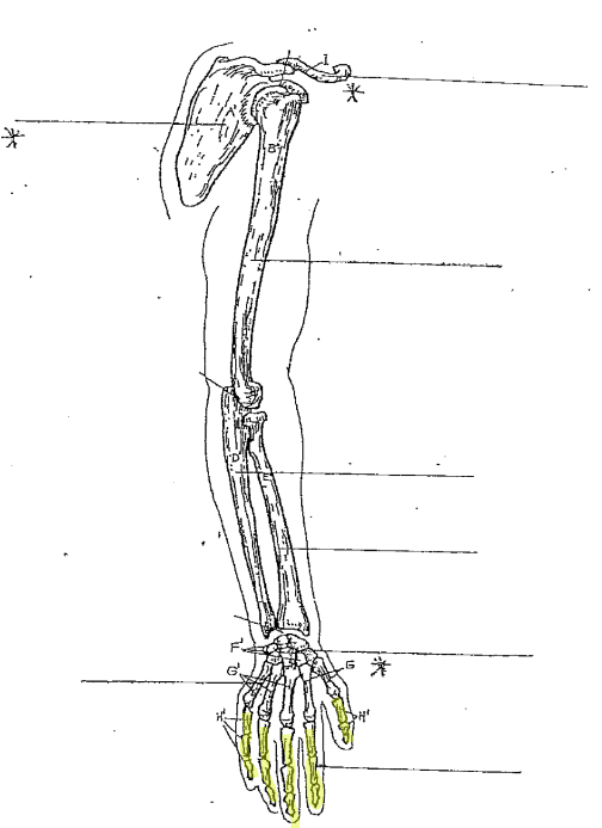 <p>What is the highlighted part of the arm?</p>