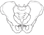 <p>pubic compression ME?</p>
