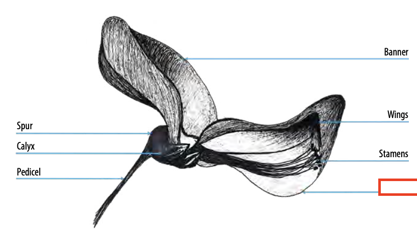 <ul><li><p>the l<span><span>ower part of a papilionaceous flower (as of a pea or bean plant) that consists of two fused petals</span></span></p></li><li><p><span><span>lies between the wings</span></span></p></li></ul><p></p>