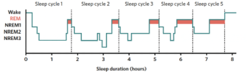 <p><span style="font-family: Aptos, sans-serif;">full duration of time spent asleep from falling asleep to waking. Repeated, approx. 90-minute period of where it progresses through REM &amp; NREM stages.&nbsp;Sleep cycle is example of a ultradian rhythms due to repeat in physiological activity. </span></p>
