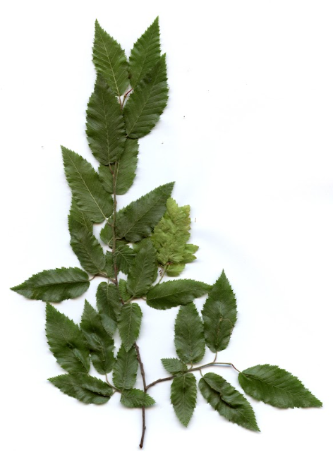 term image