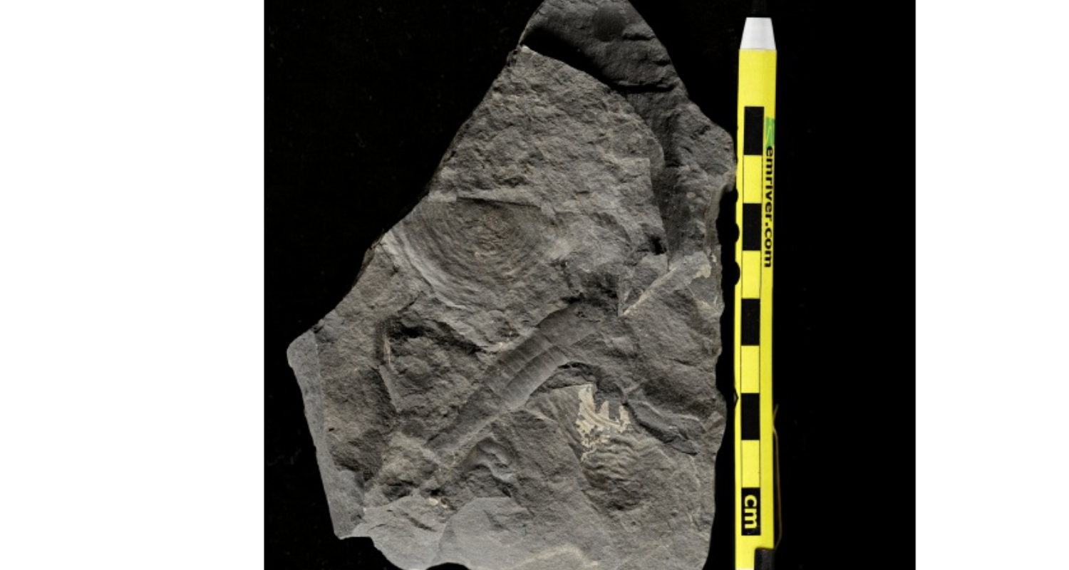 <p>Primarily composed of silt-sized particles (<0.06mm), and smaller pore space compared to sandstone. Often confused with Shale, but lacks fissility and lamination.</p>