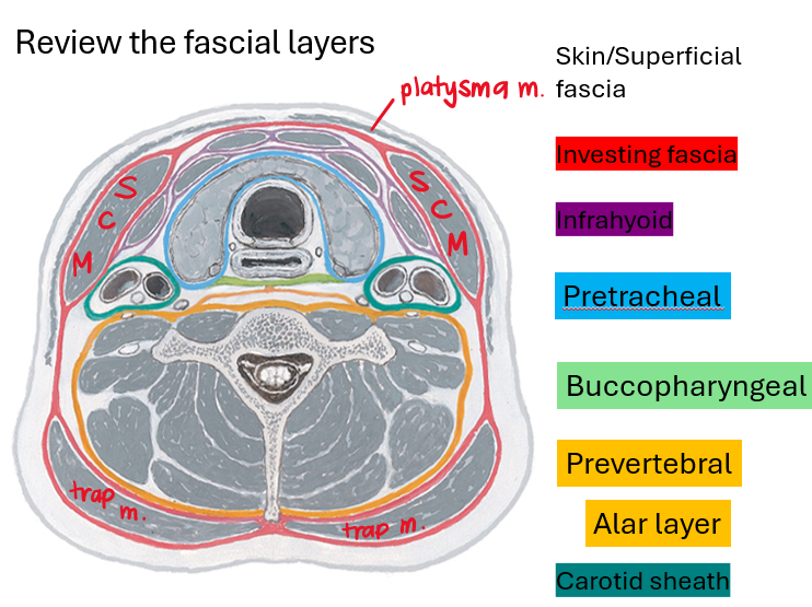 <p>cervical fascia that begins at the hyoid bone</p><ul><li><p>forms investing fascia for infrahyoid muscles</p></li><li><p>superficial + deep layers</p></li><li><p>continuous across the midline</p></li></ul><p></p>