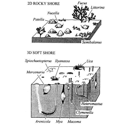 <p>2D rocky (hard): </p><ul><li><p><span style="color: purple;">Sessile</span> species</p></li><li><p><strong><em>Vertical zonation</em></strong></p></li><li><p>V<u>ariable environment</u> with low buffering capacity</p></li></ul><p><strong>3D soft: </strong></p><ul><li><p><span style="color: green;"><strong>Mobile</strong></span><strong> species (small infauna)</strong></p></li><li><p><strong>Distribution<u> overlap</u> (varies with tide) - move vertically of sediment profile</strong></p></li><li><p><strong>R<u>elatively stable environment </u>that buffers environmental variation.</strong></p></li><li><p></p></li></ul><p></p>