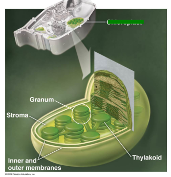 <p>Specialized organelles found in plant cells and eukaryotic algae that convert sunlight into chemical energy through photosynthesis. Most concentrated in the leaves. </p>