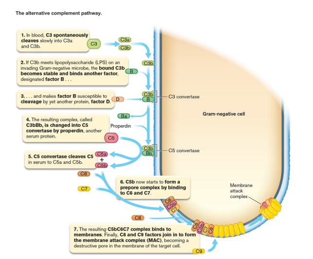 <ul><li><p>serum proteins that can work with or independent of antibodies to kill bacteria </p></li><li><p>cascade of protein interactions leads to pores forming in bacterial membrane</p></li></ul><p></p>