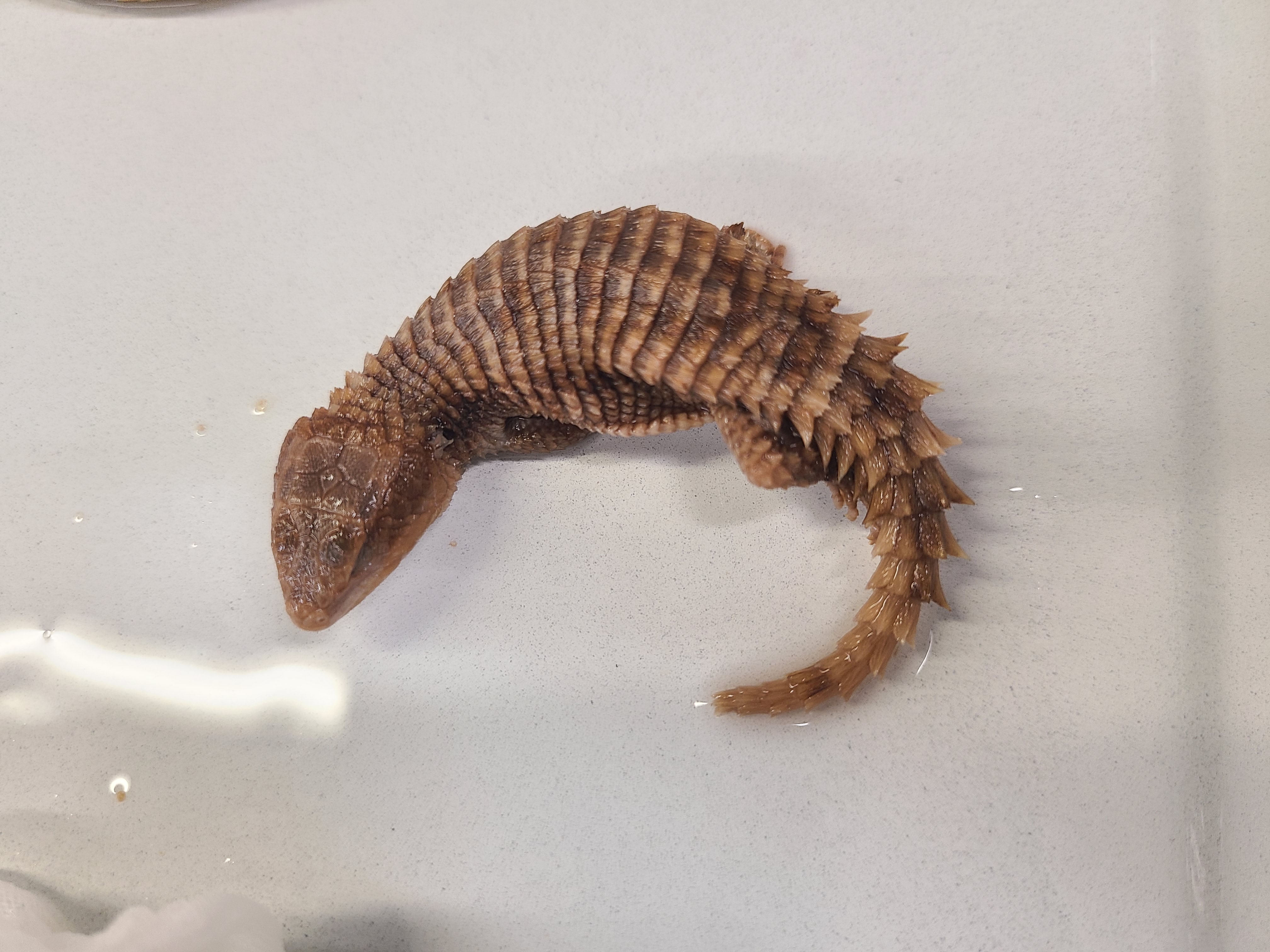 <p>Clade and Family of Smaug giganteus</p>