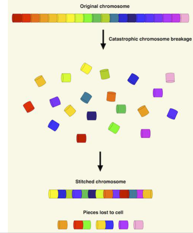 <p><strong><em><u>Chromosome shattering</u></em></strong></p><ul><li><p>catastrophic event where a chromosome breaks into many pieces in a <strong><em><u>single cellular crisis</u></em></strong> + gets stitched back together in a <strong><em><u>haphazard order</u></em></strong></p></li></ul><p></p><p>Result: Massive complex rearrangement, loss and gain of DNA segments (deletions, duplications, inversions). </p><ul><li><p><strong><em><u>Tens to hundreds of rearrangements all at once</u></em></strong> (instead of gradual accumulation)</p></li></ul><p></p>