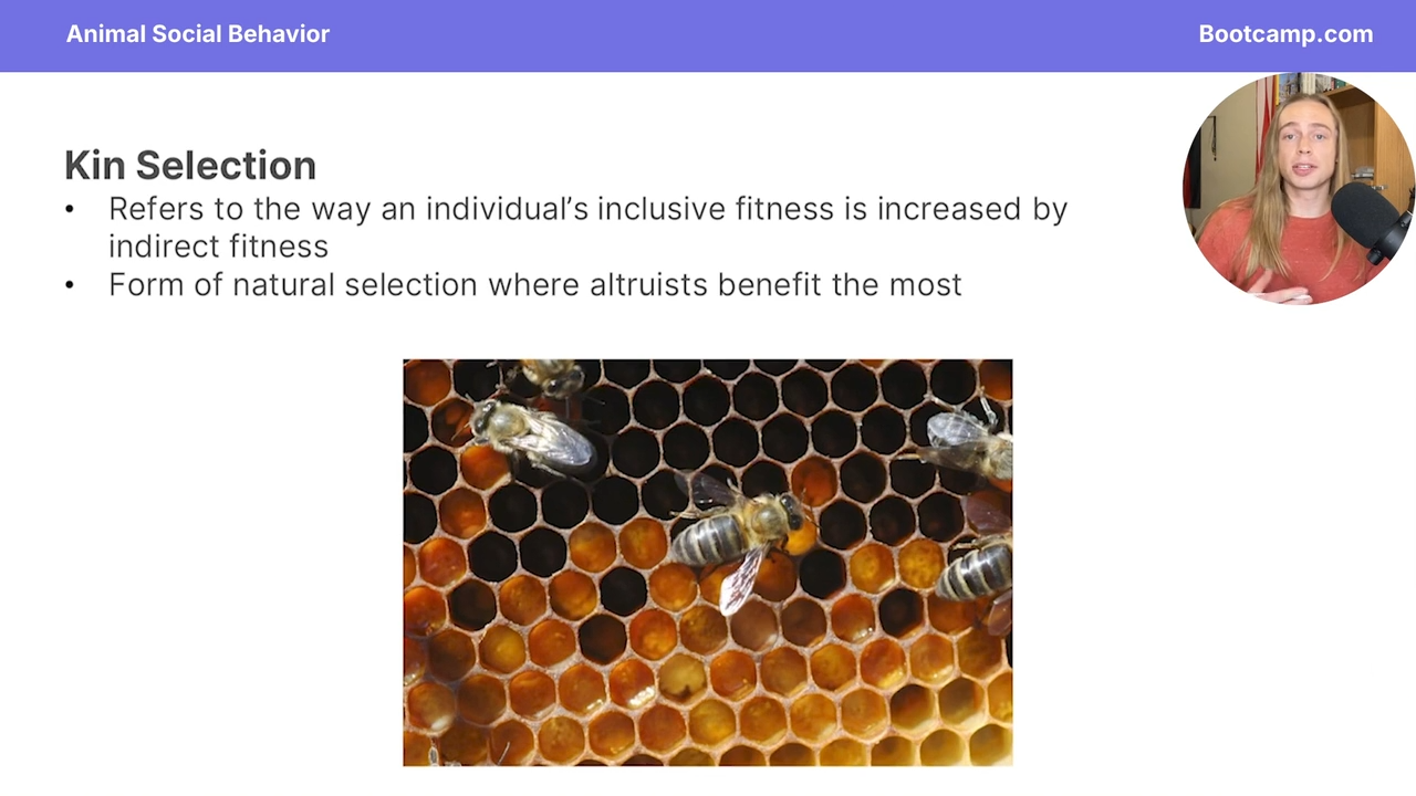 <p>kin selection </p>