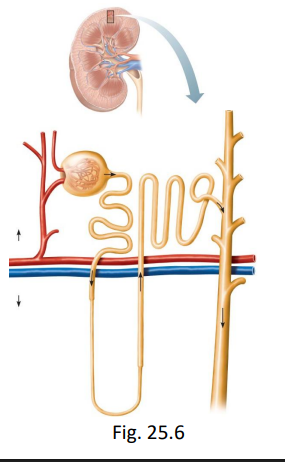 <ul><li><p>functional unit of the kidney</p></li><li><p>includes renal corpuscle (glomerulus with renal capsule) and the tubule ((1st)proximal convoluted tubule, descending and ascending Nephron Loop, (2nd) distal convoluted, collecting duct)</p></li></ul><p></p>