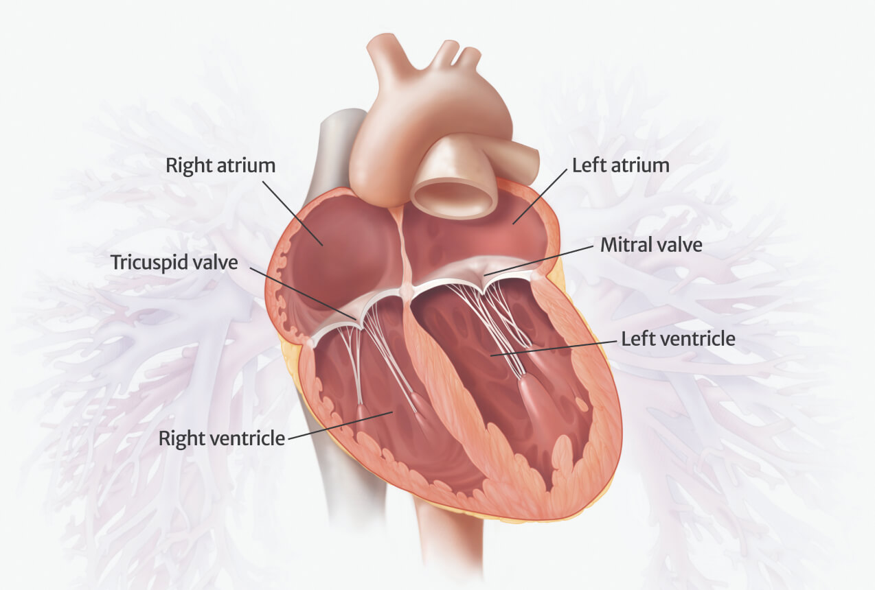 <p>What separates the atria and the ventricles</p>