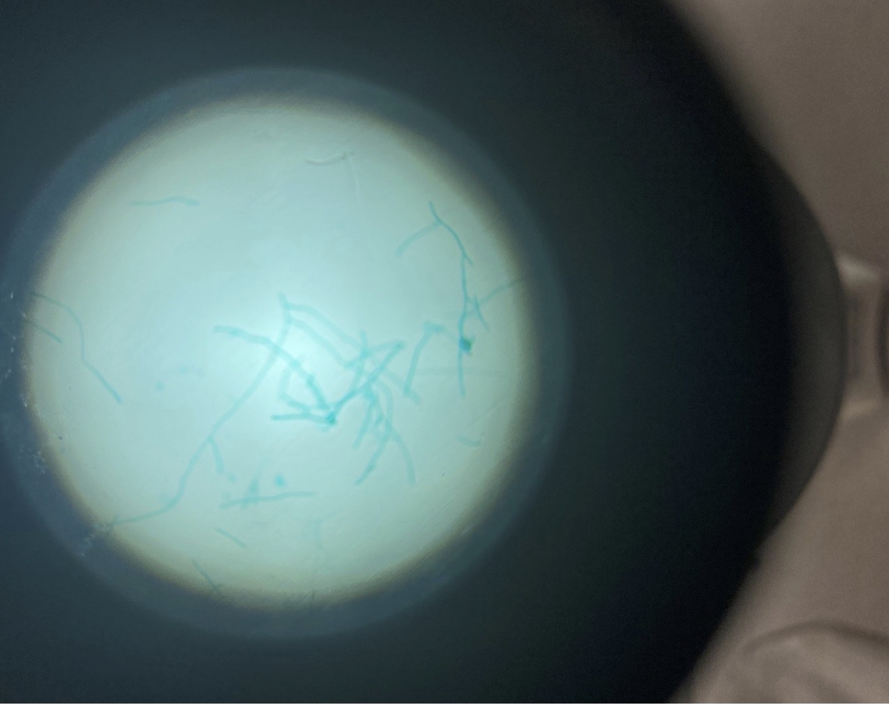 term image