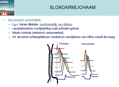 <p><span>Doordat er uitzetting ontstaat doordat een bolus van eten / vloeistof uit de maag komt of doordat er nog iets blijft staan neemt het orgaan dit waar.</span></p><p style="text-align: left;"></p><p style="text-align: left;"><span>Primair afferent neuron wordt dan geactiveerd waardoor een secunaire perstaltiek zal ontstaan.</span></p><p style="text-align: left;"><span>Deze is vergelijkbar met de primaire wat betreft de activatiegolf en de hyperpolarisatie (mer relaxatie van LOS) en depolarisatie golven.</span></p><p style="text-align: left;"></p><p style="text-align: left;"><span><em><u>Grote verschil tussen beiden:</u></em></span></p><p style="text-align: left;"><span>De slik is hier echter verdwenen.</span></p><p style="text-align: left;"></p><p style="text-align: left;"><span><em><u>Doel</u></em>:</span></p><p style="text-align: left;"><span>Voedsel dat achtergebleven is en niet mee gepasseerd is met de slikbeweging toch laten doorgaan / reflux verwijderen uit de maag.</span></p><p><span>Ook soms om speeksel dat blijft staan verder naar onder te duwen.</span></p>
