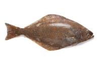 <p>halibut</p>