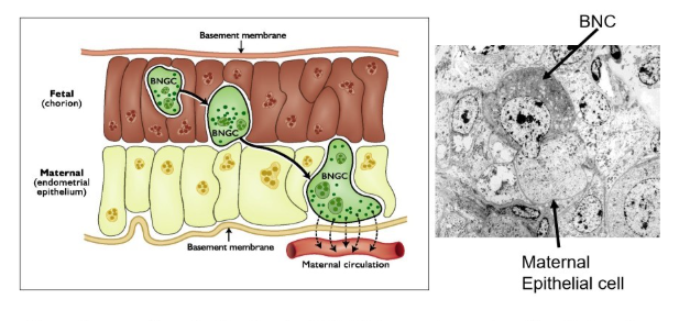 <ul><li><p>trophoblasts developing from nonnucleate into binucleate and increasing in size</p></li></ul><p></p>