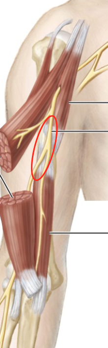 <p>innervates biceps brachii and brachialis</p>