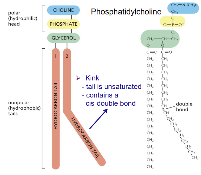 <p>double bond</p>
