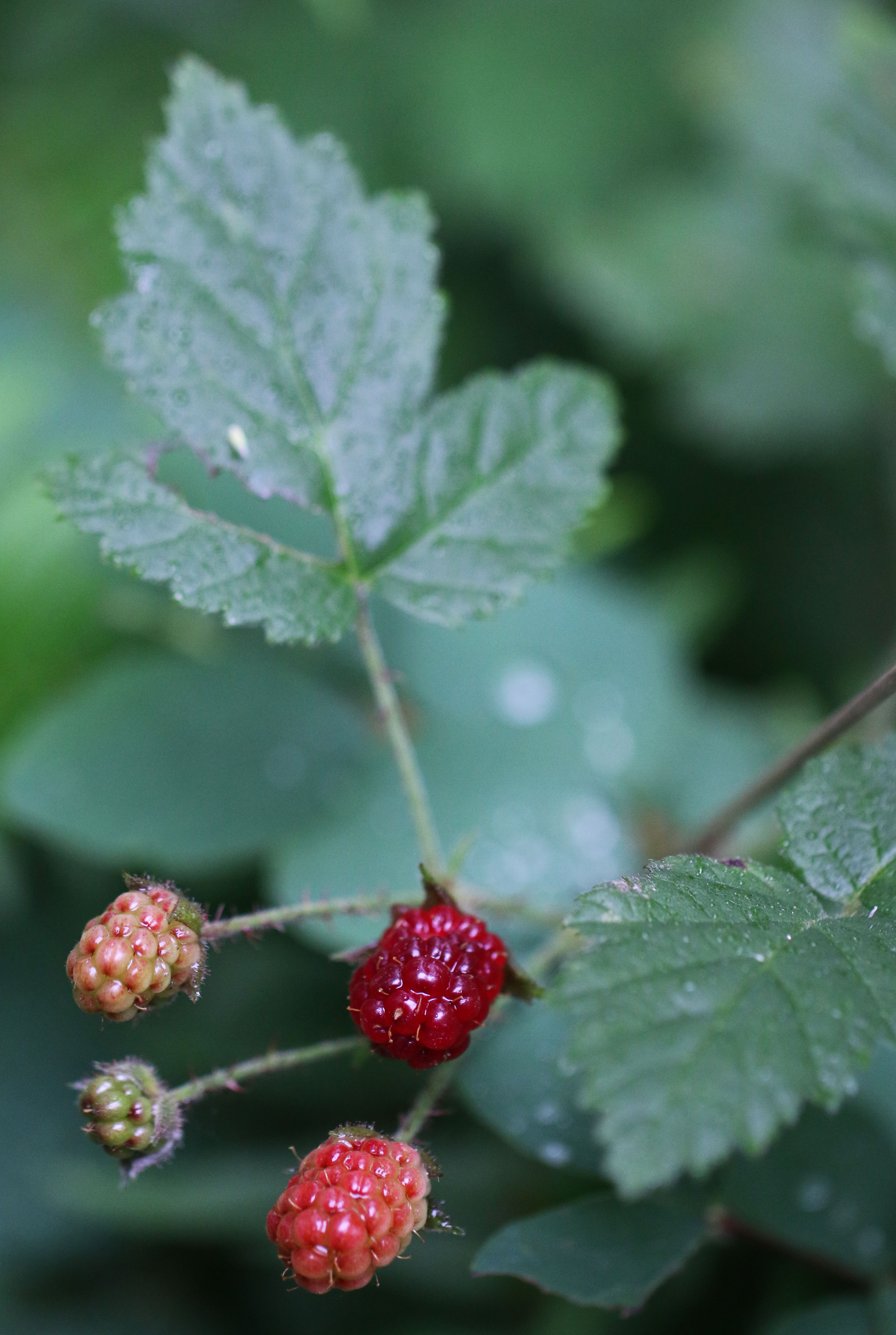<p>Trailing Blackberry</p>