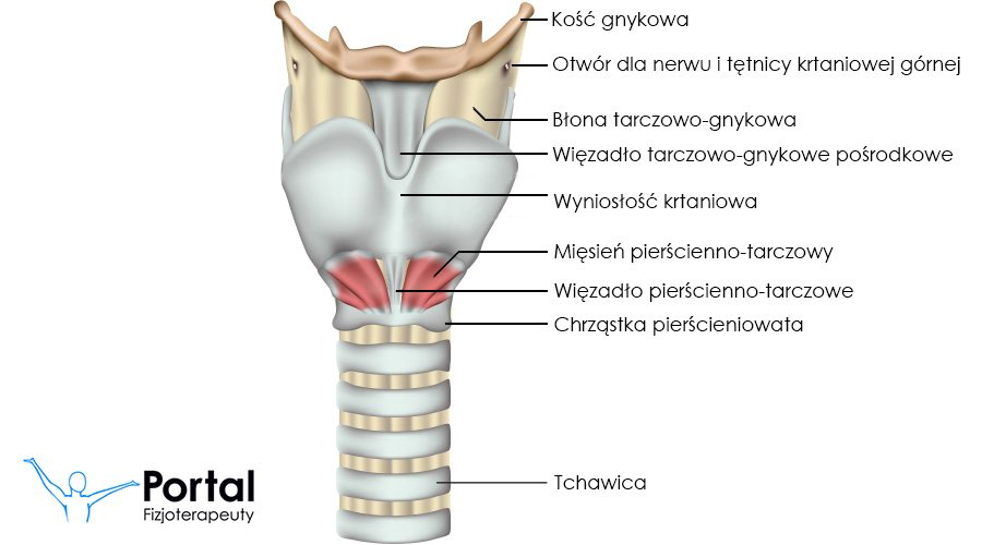 <p>Krtań to narząd chrzęstno-mięśniowy zlokalizowany na szyi na wysokości kręgów C4–C6, którego szkielet budują chrząstki parzyste oraz nieparzyste, a wnętrze skrywa fałdy głosowe otaczające szczelinę głośni. Pełni funkcję dolnej drogi oddechowej oraz aparatu fonacyjnego, a dzięki ruchomej nagłośni automatycznie odcina dostęp do dróg oddechowych podczas połykania, chroniąc Cię przed zachłyśnięciem</p><p></p>