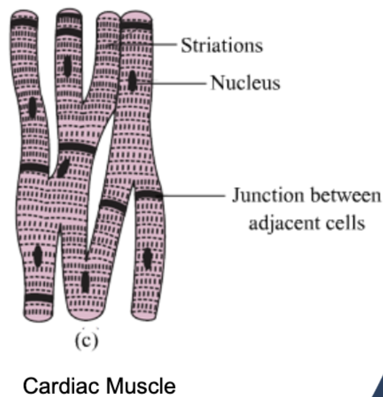 <ul><li><p><strong>striated</strong>, shorter, branched fibers; forming <strong>networks</strong></p></li></ul><p></p><ul><li><p>responsible for <strong>pumping blood</strong>; <strong>NOT voluntary</strong></p></li><li><p><strong>mononucleated</strong></p></li></ul><p></p>