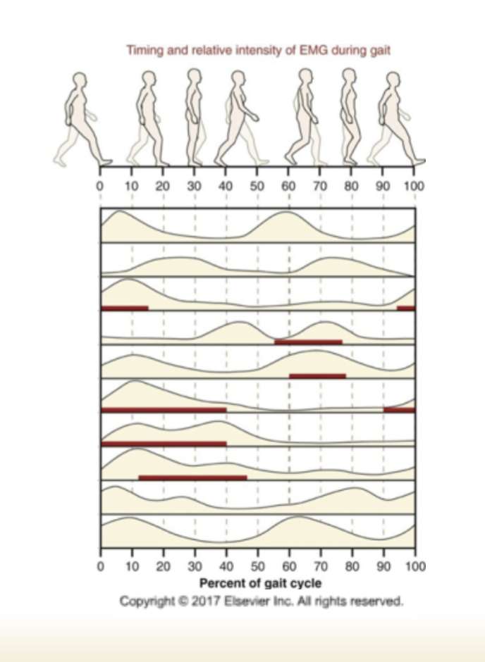 <p>muscle activity is brief and cyclical, muscle activation can vary among individuals, timing of peak muscle activity is generally consistent across health individuals. during gait, each LE functions in an open and closed kinetic chain (open during swing, closed during stance). activity of the large muscle groups mostly demonstrates an eccentric contraction followed by concentric contraction </p>